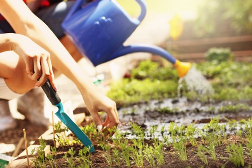 Healthy green lawn care in a Millwall garden