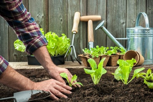 Millwall gardeners working on healthy plant care and garden upkeep