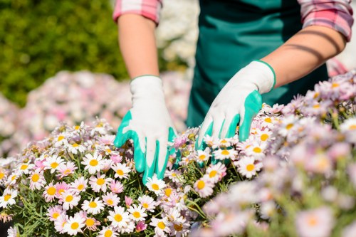 Clearing a cluttered garden area in Millwall