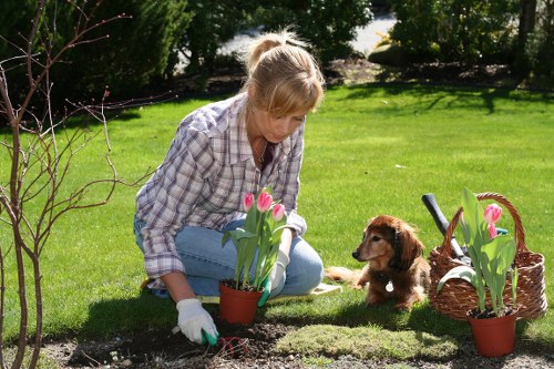 Careful tree pruning and branch reduction in Millwall