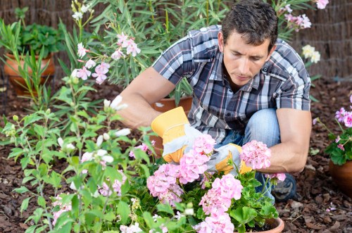 Professional grass maintenance for a Millwall property