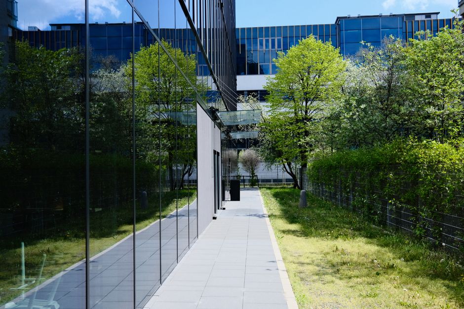 An outdoor urban courtyard featuring a large, gnarled olive tree planted in a rectangular raised bed, with textured, weathered bark and sparse, silvery-green leaves. Surrounding the tree, there are po